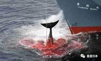 日本人捕鲸爆料视频大全,日本人捕鲸行为全记录 第2张 日本人捕鲸爆料视频大全,日本人捕鲸行为全记录 第2张